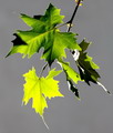 چنار شرقی